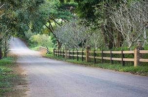 rijweg natuurlijk met boom Bij platteland. in Thailand foto