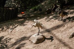 wit vogel met lang bek verspreidt haar Vleugels foto