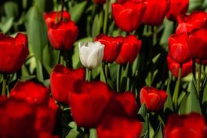 voorjaar veld- van kleurrijk tulpen foto