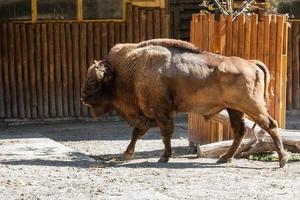 buffel detailopname wandelen in de zon foto