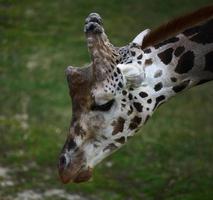 portret van een volwassen giraffe in natuur foto