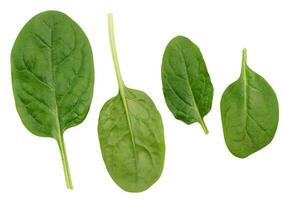 groen spinazie bladeren Aan een wit geïsoleerd achtergrond, een ingrediënt voor salade foto