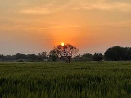 groen tarwe veld- fluit, tarwe zemelen velden en tarwe in een dorp foto