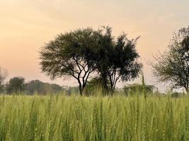 groen tarwe veld- fluit, tarwe zemelen velden en tarwe in een dorp foto