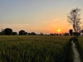 groen tarwe veld- fluit, tarwe zemelen velden en tarwe in een dorp foto