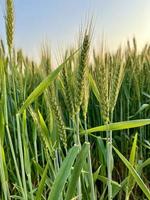 groen tarwe veld- fluit, tarwe zemelen velden en tarwe in een dorp foto