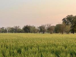 groen tarwe veld- fluit, tarwe zemelen velden en tarwe in een dorp foto