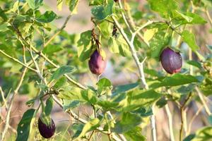 biologisch planten, Purper aubergine fruit groenten, natuurlijk gezond vitamine voedingsmiddelen foto