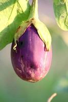 biologisch planten, Purper aubergine fruit groenten, natuurlijk gezond vitamine voedingsmiddelen foto