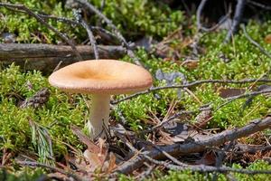 russula-paddenstoel in het bos. kleine eetbare schimmel. eetbare smakelijke paddenstoel. foto