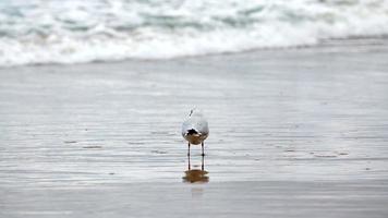 zeemeeuw met zwarte kop bij strand, zee en zandachtergrond foto