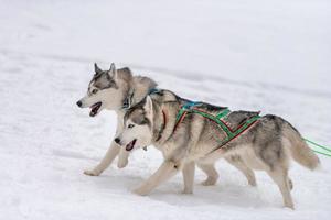 sledehondenraces. husky sledehonden team in harnas rennen en trekken hondenchauffeur. wintersport kampioenschap competitie. foto