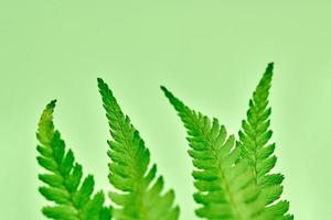 mooi macro groen varen bladeren Aan groen achtergrond, polypodiopsida tropisch oerwoud fabriek foto