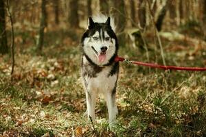 Siberisch schor hond zittend Aan Woud gras vol grootte schor hond portret met grijs zwart jas foto