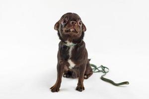 kort haren bruin chihuahua hond met riem geïsoleerd Aan wit achtergrond schattig aanbiddelijk chihuahua hond foto