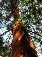 een foto van een groot pijnboom boom van onderstaand.