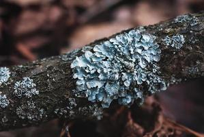 parmelia sulcata korstmos groeit Aan een boom, grijs folio korstmossen detailopname foto