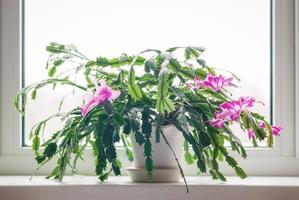 Kerstmis cactus schlumbergera bloeiend Aan de vensterbank foto