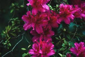 alpine roos bloeiend fabriek met karmozijn rood bloemen detailopname foto
