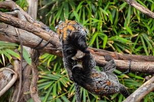 apen Bij de dierentuin foto