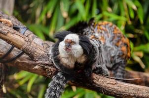 apen Bij de dierentuin foto