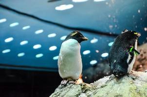 pinguïns Bij de dierentuin foto