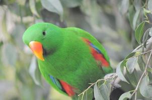 tropisch vogel Bij de volière foto