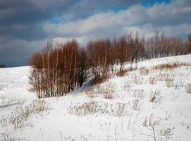 berkenbomen in de sneeuw foto