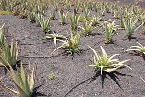 aloë vera veld foto