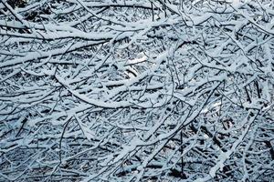 sneeuw op boomtakken foto