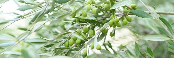 groene olijven groeien op een olijfboomtak in de tuin foto