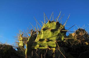 stekelig groen cactus foto