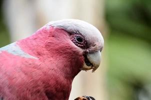 tropisch vogel Bij de dierentuin foto