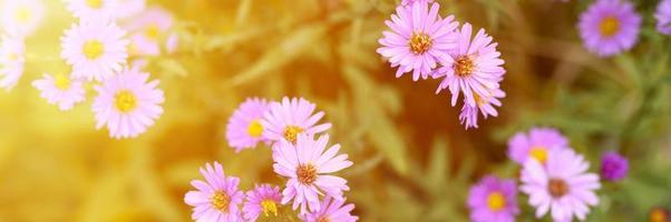 herfstbloemen aster novi-belgii levendig in lichtpaarse kleur foto