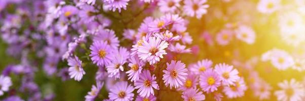 herfstbloemen aster novi-belgii levendig in lichtpaarse kleur foto