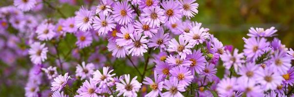 herfstbloemen aster novi-belgii levendig in lichtpaarse kleur foto