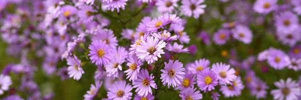 herfstbloemen aster novi-belgii levendig in lichtpaarse kleur foto