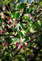 appelboomknoppen foto