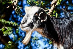 geit neergestreken in de boom takken foto