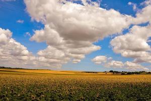 veld met zonnebloemen foto