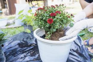 detailopname van een wit bloempot en vrouw handen met wit handschoenen voorbereidingen treffen de bodem voor aanplant bloemen in een pot. aanplant bloemen in de tuin huis. tuinieren Bij zomer foto