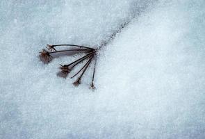 droge plant met smeltende sneeuw foto