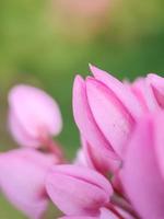 roze bloemenclose-up