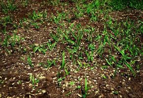 groen gras op de grond foto