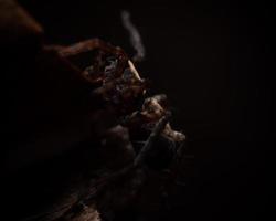 automne spider vanaf de zijkant in een donkere omgeving foto
