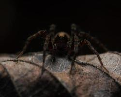 spin op een blad met zwarte achtergrond foto