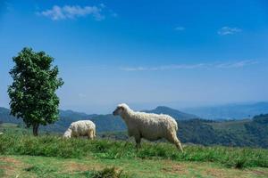 schapen begrazing in berg weide veld- met blauw lucht. platteland landschap visie achtergrond. foto