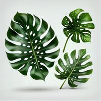 bladeren van tropisch groenblijvend monstera fabriek Aan licht achtergrond - ai gegenereerd beeld foto