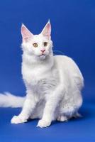 portret van lief Amerikaans Woud kat Aan blauw achtergrond foto