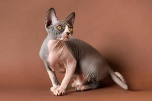 luxe blauw en wit kleur sphynx kat zittend in gespannen houding Aan bruin achtergrond en op zoek weg foto